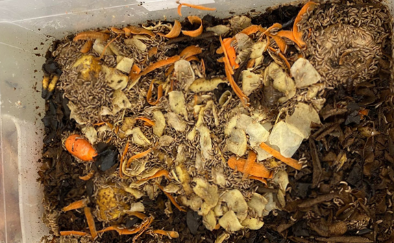 Using insects to reduce organic waste 